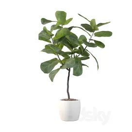 Plants collection ficus lyrata